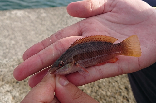 ベラの釣果