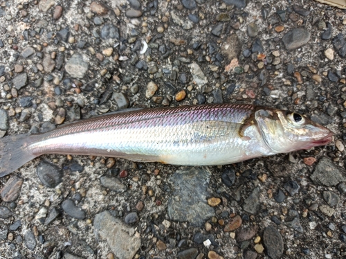 シロギスの釣果