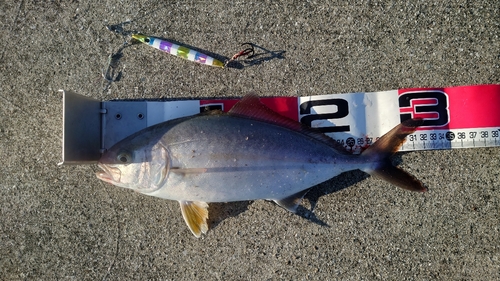 カンパチの釣果