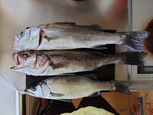 シーバスの釣果