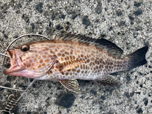 オオモンハタの釣果