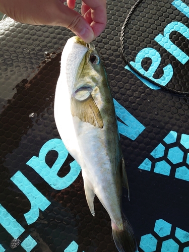 シロサバフグの釣果