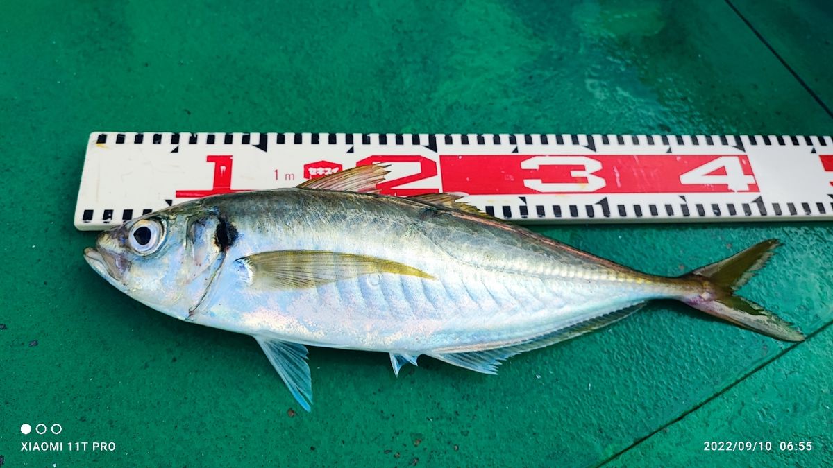terumubouzさんの釣果 2枚目の画像