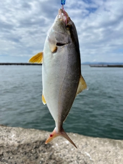 シオの釣果