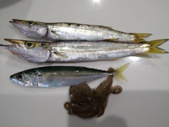 カマスの釣果