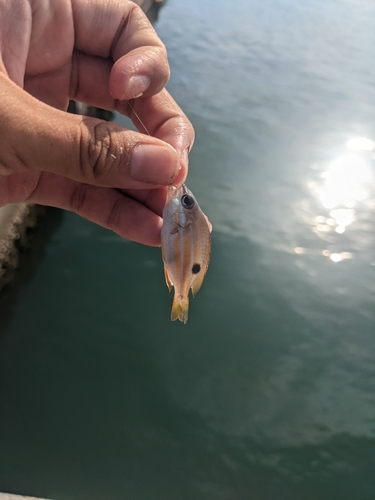 イッテンフエダイの釣果