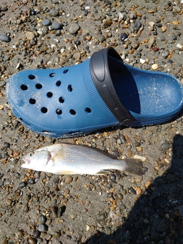 イシモチの釣果