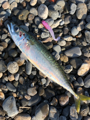 サバの釣果