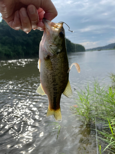 ラージマウスバスの釣果