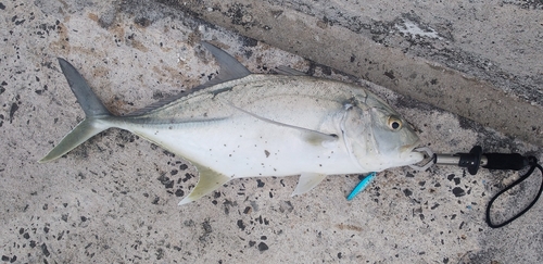 オニヒラアジの釣果