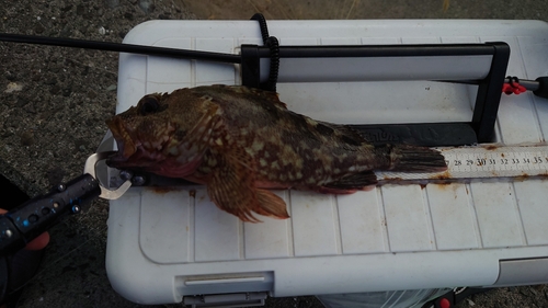 アラカブの釣果