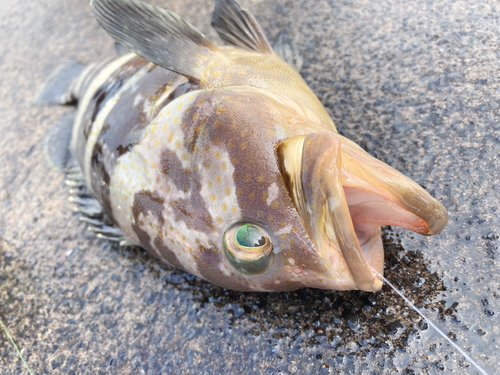 アオハタの釣果