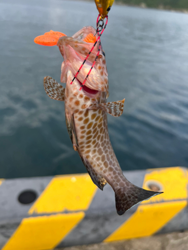 オオモンハタの釣果