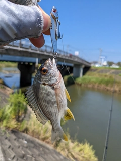 キビレの釣果