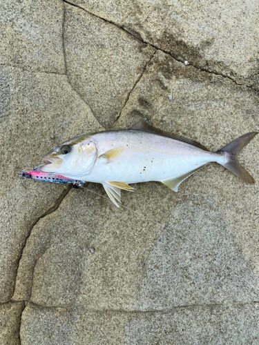 ショゴの釣果