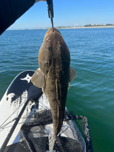 コチの釣果