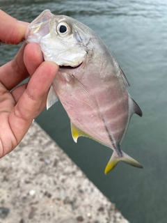 メッキの釣果