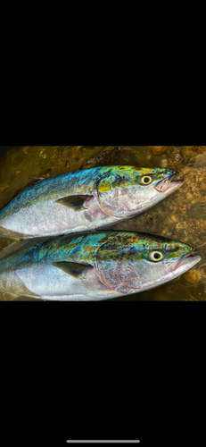 ワラサの釣果