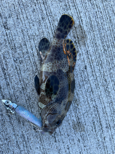 オオモンハタの釣果