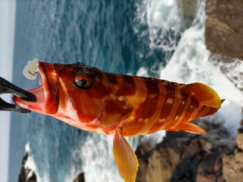 アカハタの釣果