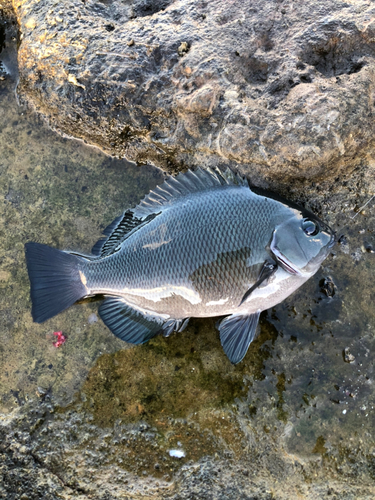 メジナの釣果