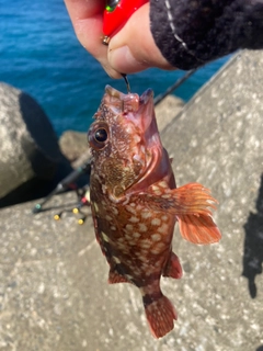 カサゴの釣果