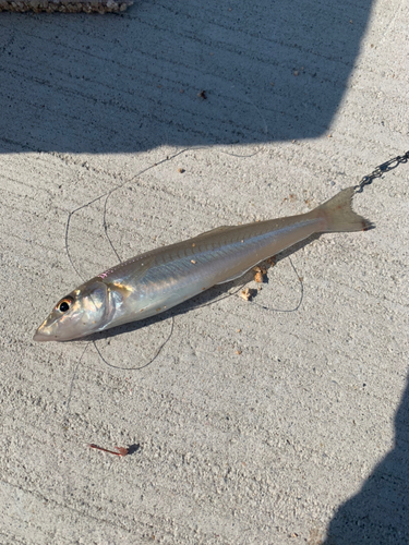 シロギスの釣果