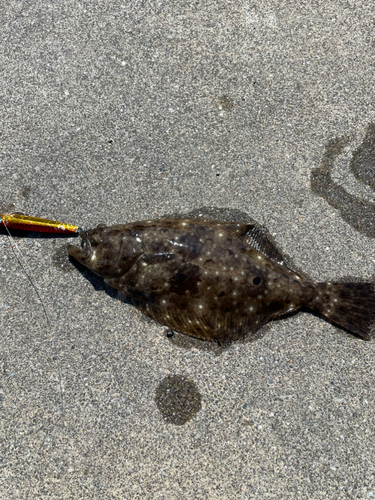 ヒラメの釣果