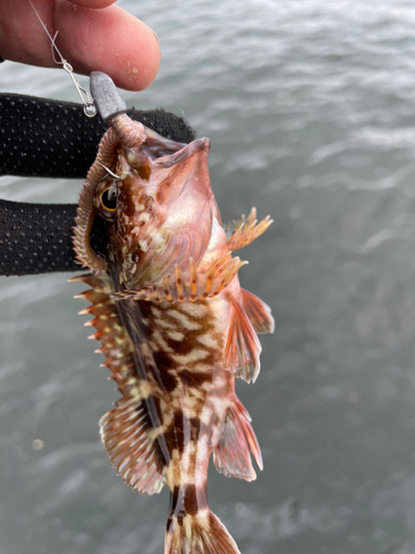 アラカブの釣果