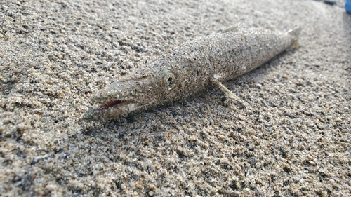 カマスの釣果