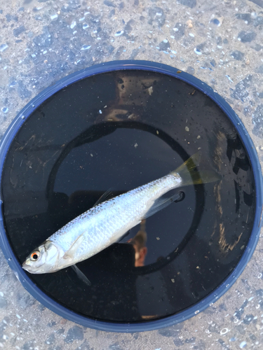 オイカワの釣果