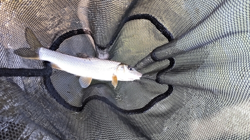 ウグイの釣果