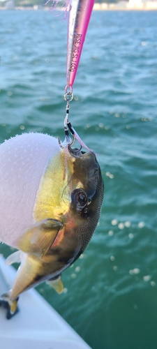 シロサバフグの釣果