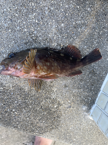 カサゴの釣果