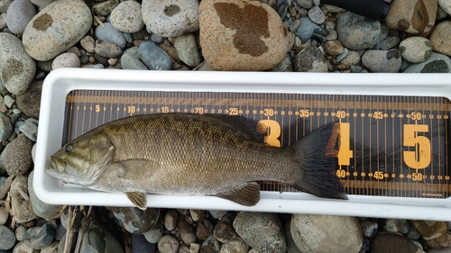 スモールマウスバスの釣果