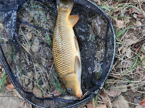 コイの釣果