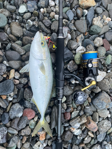 ワカナゴの釣果