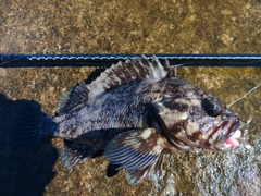 ハチガラの釣果