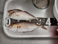 ショゴの釣果