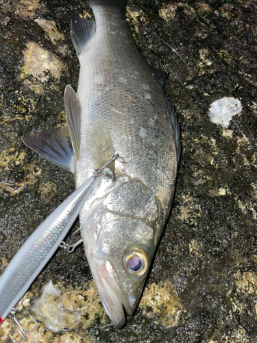 セイゴ（ヒラスズキ）の釣果