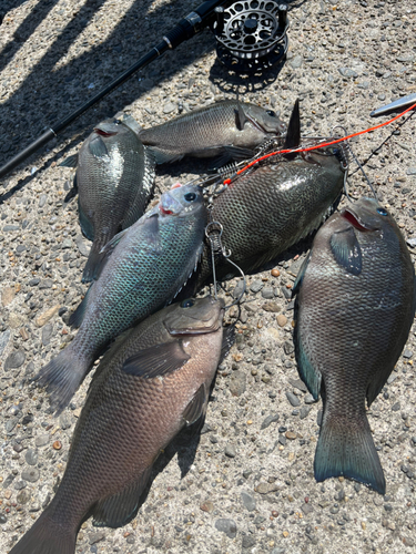 メジナの釣果