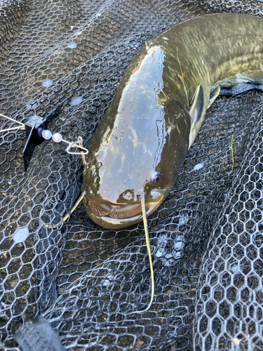 ナマズの釣果