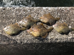 カワハギの釣果