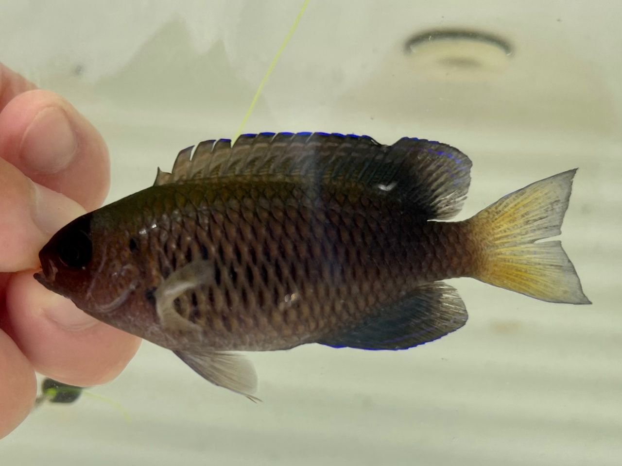 ソラスズメダイ