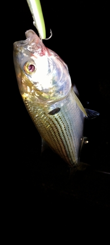 コノシロの釣果