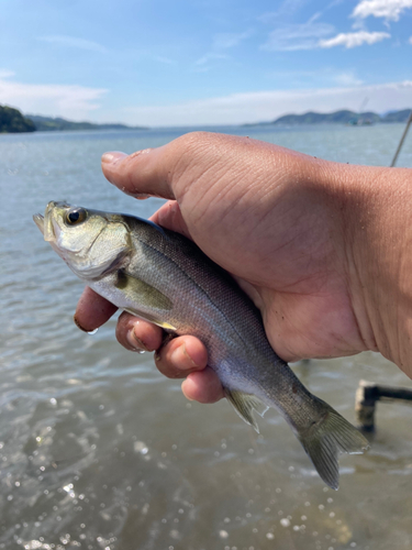 セイゴ（ヒラスズキ）の釣果