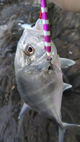 メッキの釣果