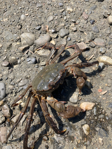 カニの釣果