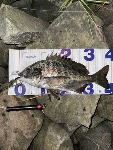 クロダイの釣果