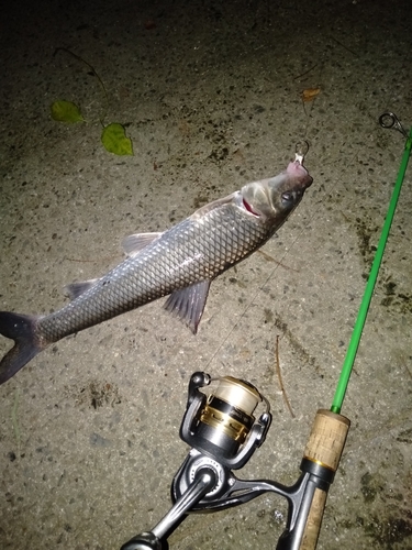 ニゴイの釣果